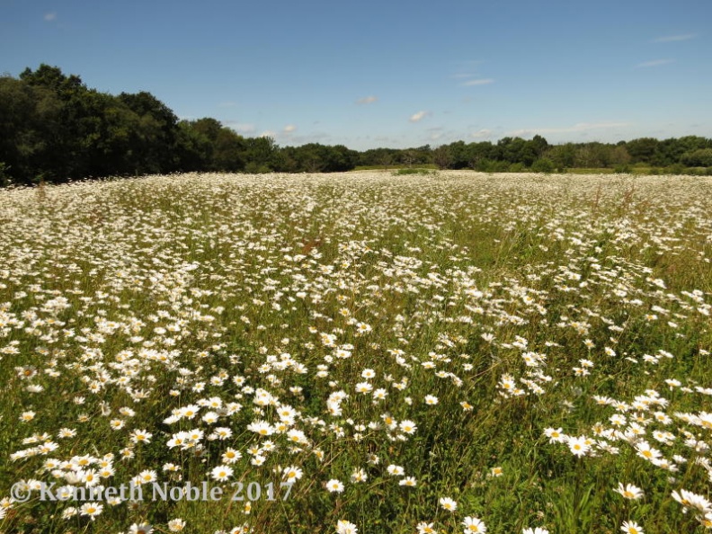 ox-eye daisy ex IMG_6363 (800).JPG